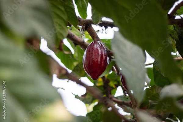 Fototapeta cacao