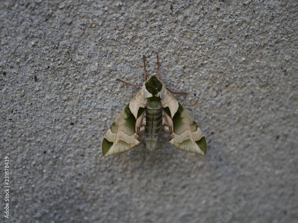 Fototapeta 壁に止まったウンモンスズメ