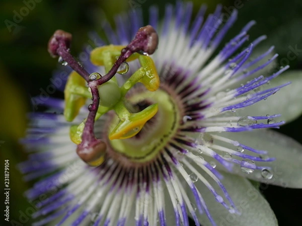 Fototapeta 雨上がりの時計草