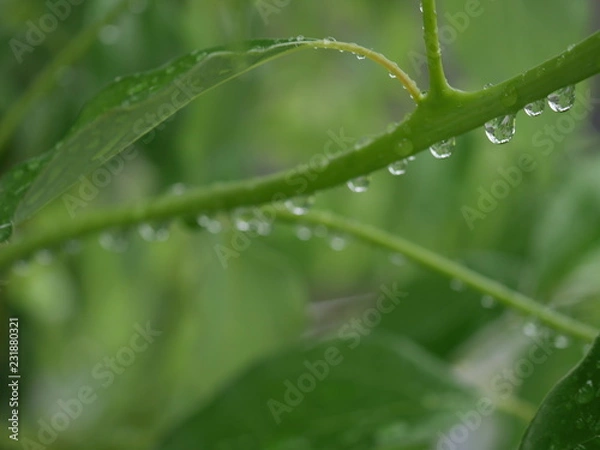 Fototapeta 雨上がりの植物