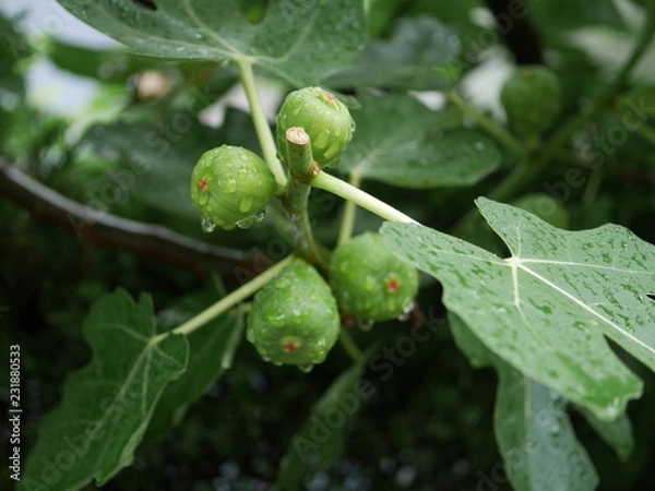 Fototapeta 雨上がりの青イチジク