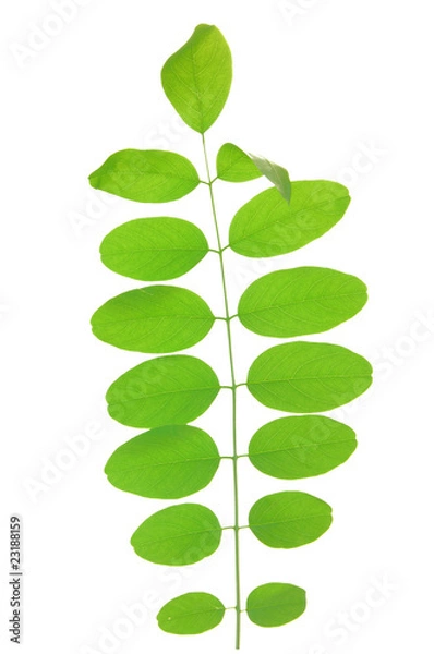 Obraz Green leaf of acacia . Design Element