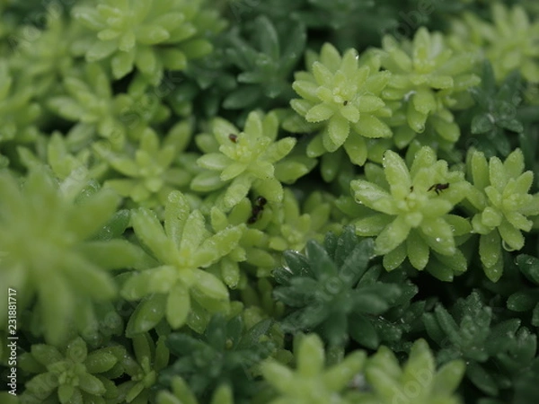 Fototapeta 雨上がりのメノマンネングサ
