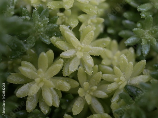 Fototapeta 雨上がりのメノマンネングサ