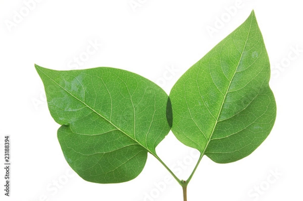 Obraz Green leaf of Lilac . Design Element