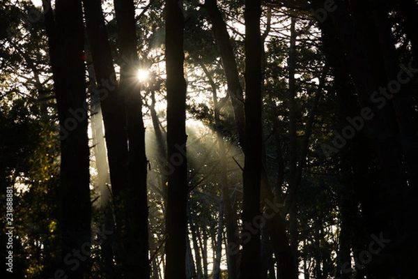 Obraz sun in the forest