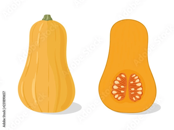Fototapeta vector, print, background, illustration, art, graphic, design, isolated, hand drawn,   food, cuisine, cooking, eat, squash, butternut, butternut squash, fruit, fall, autumn, agriculture, garden, harve