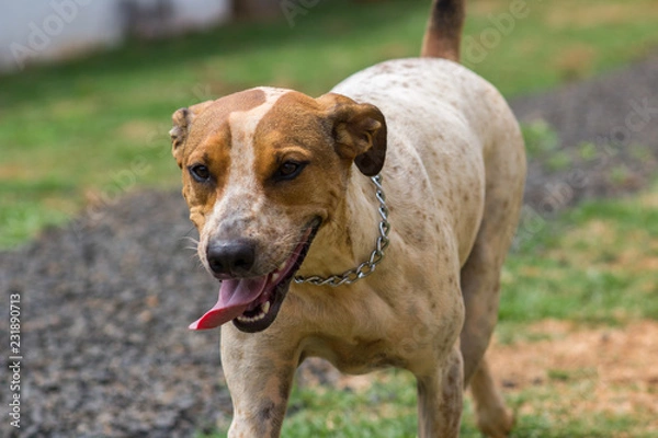 Fototapeta Dog playing on the lawn