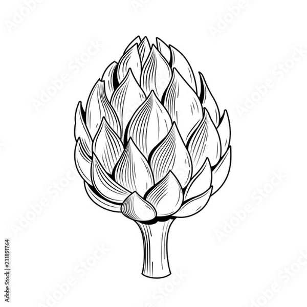 Obraz Artichoke vector illustration