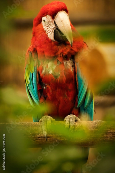 Obraz parrot on branch