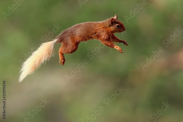 Obraz Flying Jumping Red Squirrel