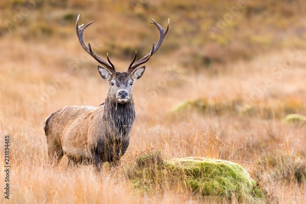 Obraz Scottish Red Deer Stag