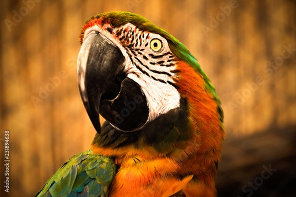 Obraz colorful parrot