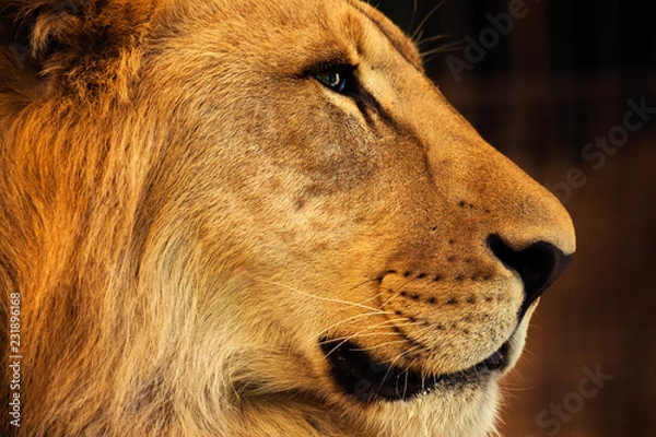 Obraz portrait of a lion