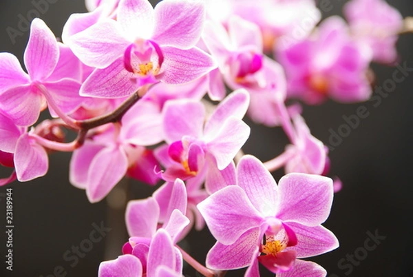 Fototapeta Orchidee