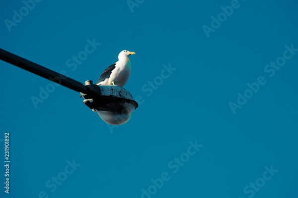 Obraz seagull in flight