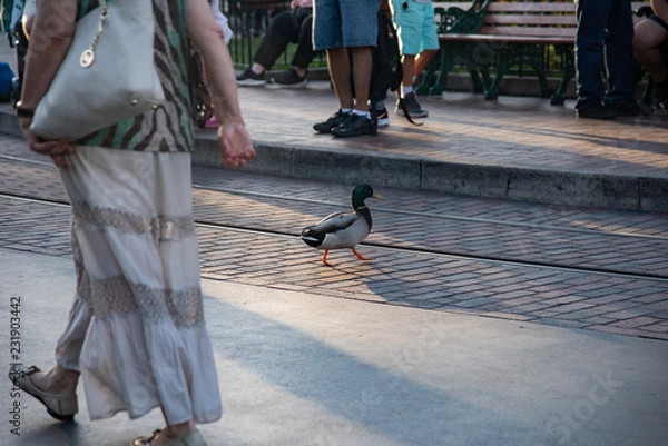 Obraz Wondering Duck