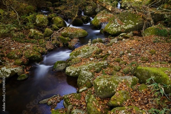 Fototapeta 色着いて来た秋の清流の森