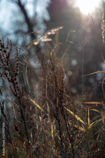 Fototapeta closeup grass