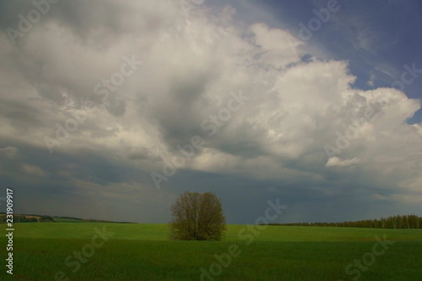 Obraz Дерево в поле