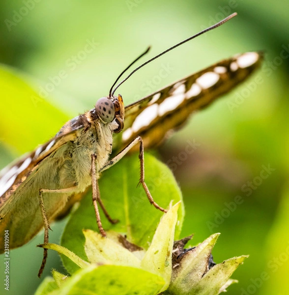 Fototapeta The Clipper Butterfly