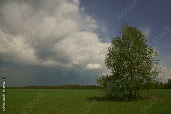 Obraz Берёза в поле