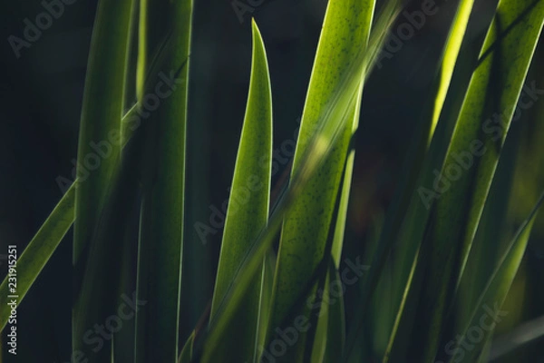 Obraz green grass background