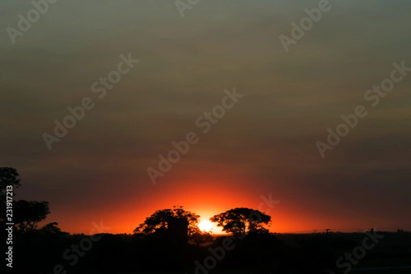 Obraz sunset trees land