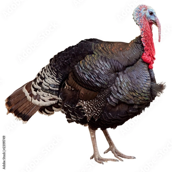 Obraz tacchino