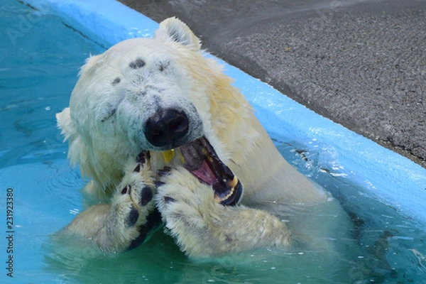 Fototapeta ホッキョクグマ