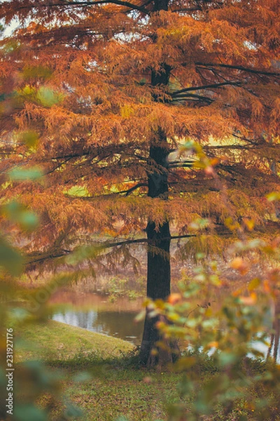 Obraz Fall Trees by Water