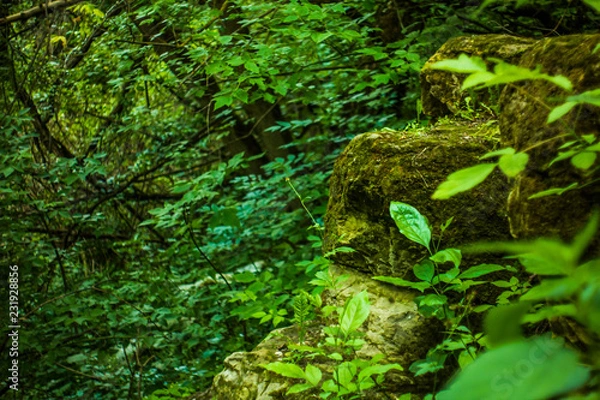 Fototapeta природа и камни 