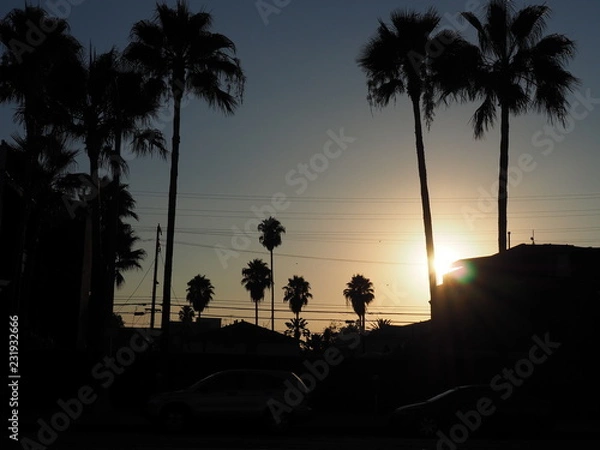 Obraz Sunset Palms