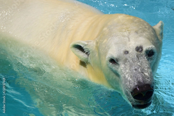 Fototapeta ホッキョクグマ