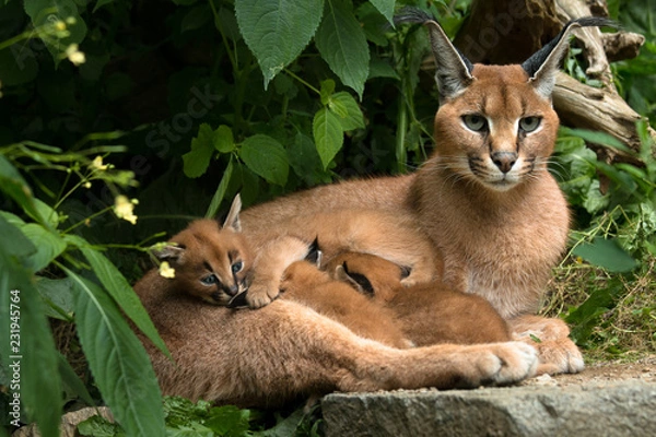Obraz Caracal - cat with three kittens