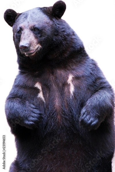 Fototapeta black bear