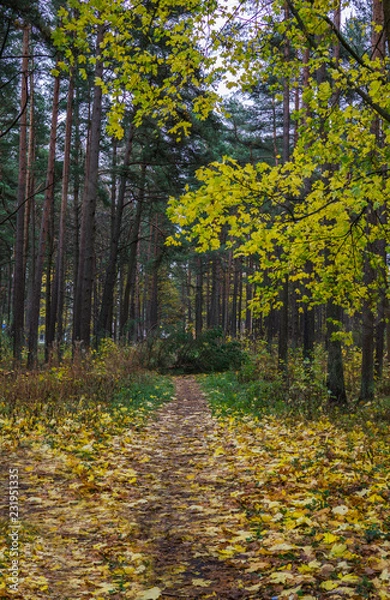 Fototapeta Nature path in a dark forest in the late autumn