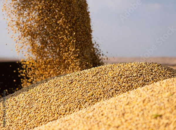 Obraz Pouring soy bean grain