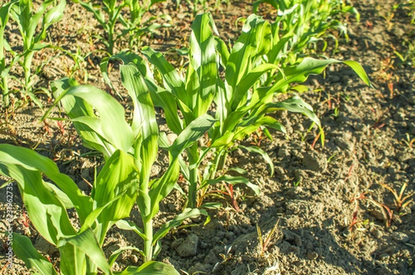 Obraz Young corn sprouts
