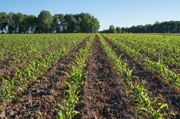Fototapeta The field of sprouts of corn smooth ranks going to a distance
