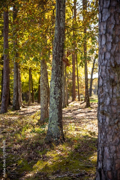 Obraz Fall in North Carolina