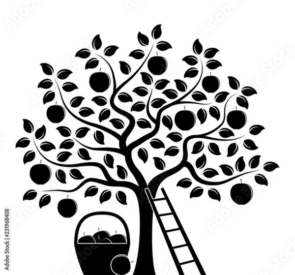 Obraz Zbiory jabłkowe