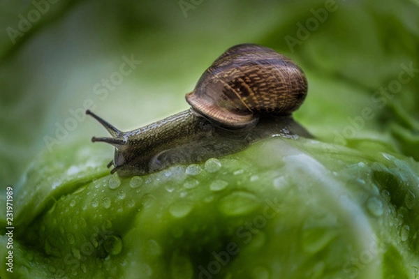 Obraz ślimak