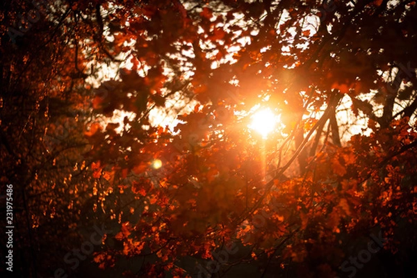 Obraz beautiful shining oak leaves at sunset