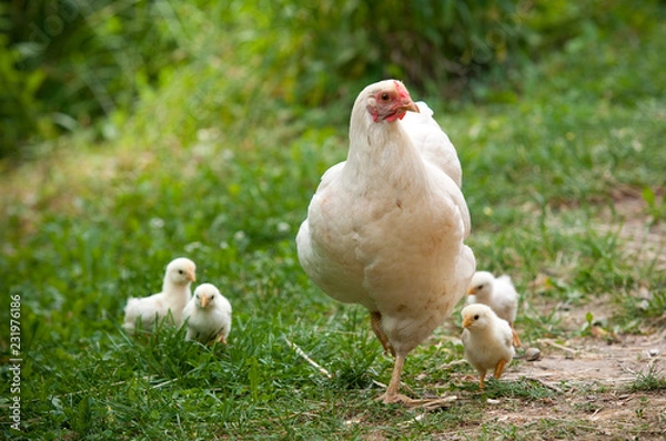 Obraz Glucke mit ihren Küken
