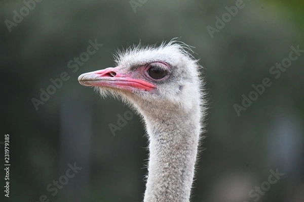 Fototapeta avestruz