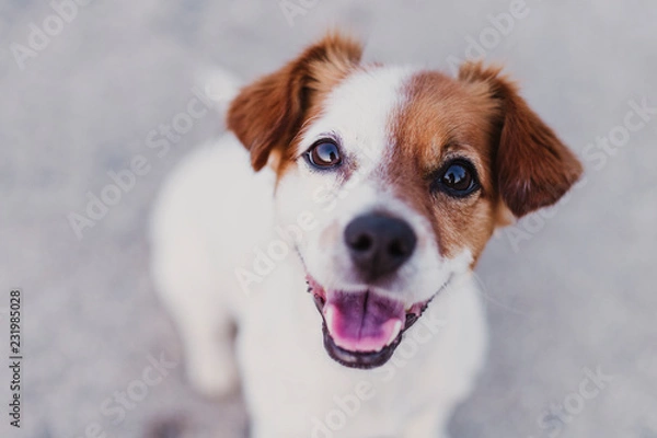 Fototapeta portrait outdoors of a cute happy small dog sitting on the floor and looking at the camera. pets outdoors
