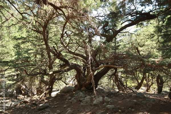 Fototapeta Beautiful tree in the forest of Greece