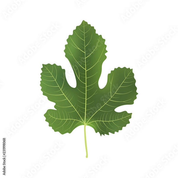 Fototapeta Realistic 3d Fig Leaf. Detailed 3d Illustration Isolated On White. Design Element For Web Or Print Packaging.  