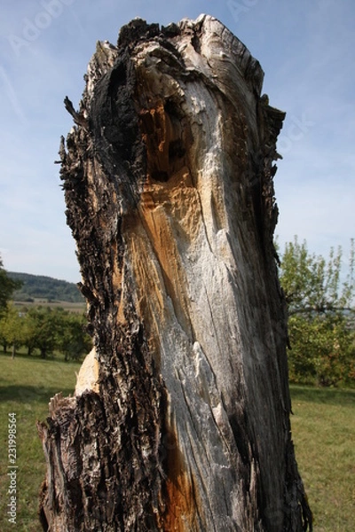Obraz Dead Wood